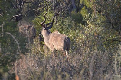 20120501072258Madikwe00782.jpg