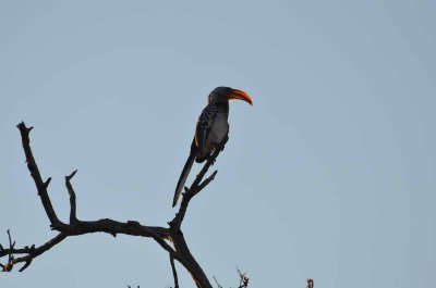 20120501073014Madikwe00785.jpg