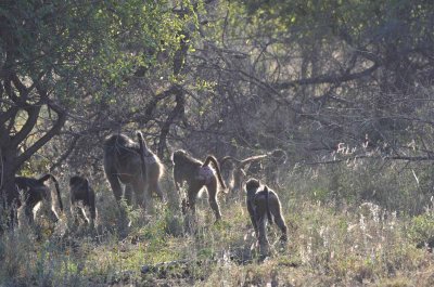 20120501074854Madikwe00791.jpg