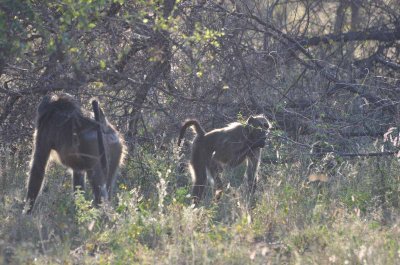 20120501074918Madikwe00792.jpg