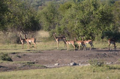 20120501075526Madikwe00795.jpg