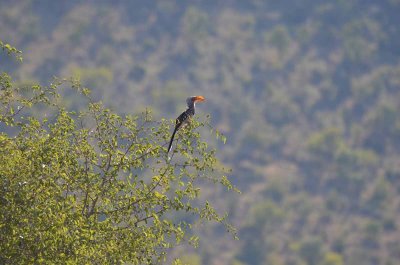 20120501090344Madikwe00806.jpg