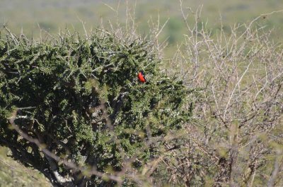 20120501091136Madikwe00821.jpg