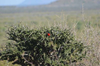 20120501091150Madikwe00832.jpg