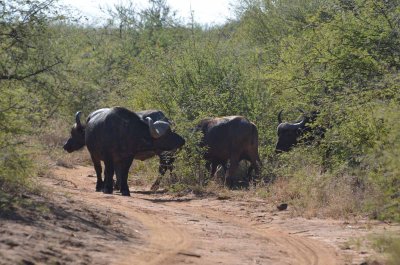 20120501094126Madikwe00857.jpg