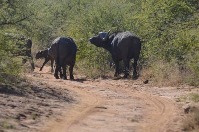 20120501094232Madikwe00862.jpg