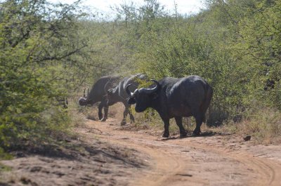 20120501094426Madikwe00877.jpg