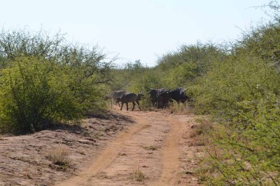 20120501094544Madikwe00883.jpg