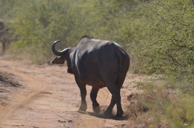 20120501094750Madikwe00891.jpg