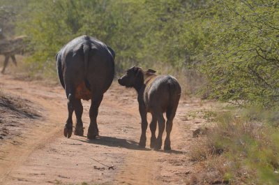 20120501094756Madikwe00894.jpg