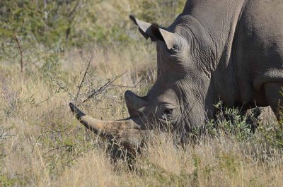 20120501095250Madikwe00915.jpg