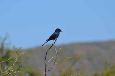 20120501095332Madikwe00919.jpg