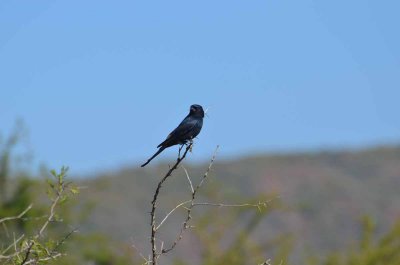 20120501095334Madikwe00922.jpg