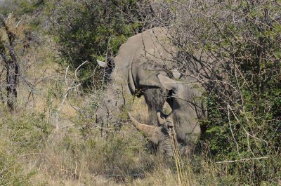 20120501095344Madikwe00923.jpg