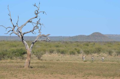 20120501095814Madikwe00925.jpg