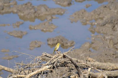 20120501095930Madikwe00935.jpg