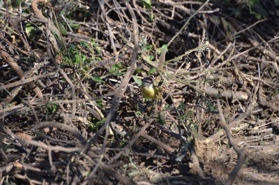 20120501101112Madikwe00980.jpg