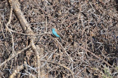 20120501101200Madikwe00983.jpg