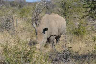 20120501101654Madikwe00987.jpg