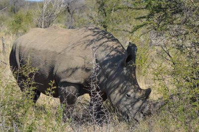 20120501101858Madikwe00991.jpg