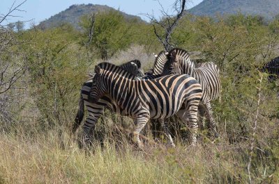 20120501102306Madikwe00996.jpg