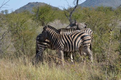 20120501102310Madikwe01000.jpg