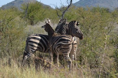 20120501102320Madikwe01004.jpg