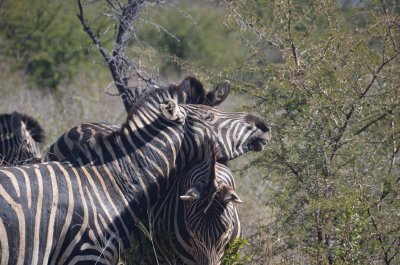 20120501102326Madikwe00707.jpg