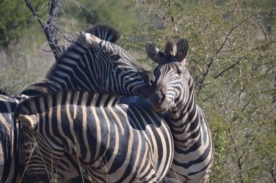 20120501102328Madikwe00708.jpg