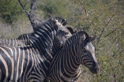 20120501102328Madikwe00710.jpg