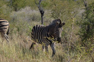 20120501102332Madikwe01007.jpg