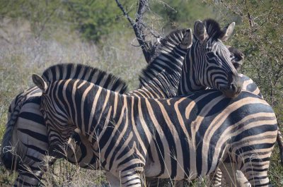 20120501102334Madikwe00713.jpg