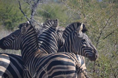 20120501102344Madikwe00718.jpg