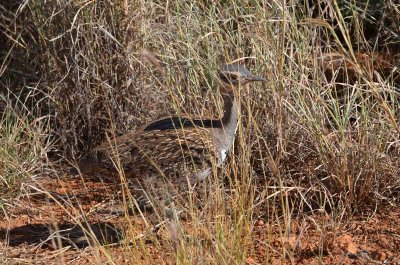 20120501102712Madikwe01009.jpg