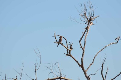 20120501103808Madikwe01016.jpg