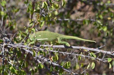 20120501104454Madikwe01031.jpg