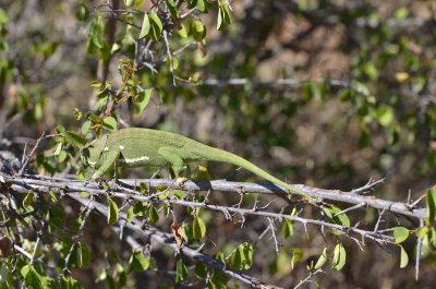 20120501104456Madikwe01033.jpg