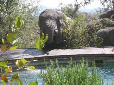 20120501113115Madikwe01025.jpg