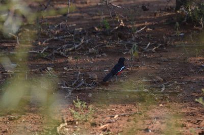 20120501160332Madikwe00790.jpg