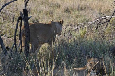 20120501161218Madikwe00794.jpg