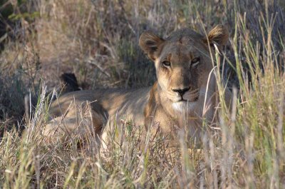 20120501161312Madikwe00805.jpg