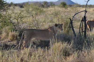 20120501161352Madikwe00811.jpg