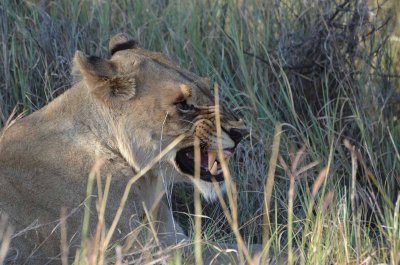 20120501161440Madikwe00824.jpg