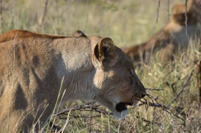 20120501161444Madikwe00827.jpg