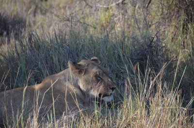 20120501161452Madikwe00748.jpg