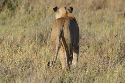 20120501161522Madikwe00837.jpg