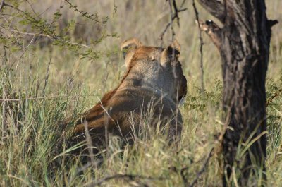 20120501161546Madikwe00841.jpg