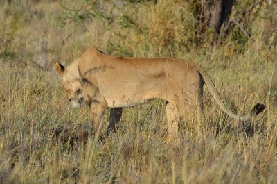 20120501161640Madikwe00845.jpg