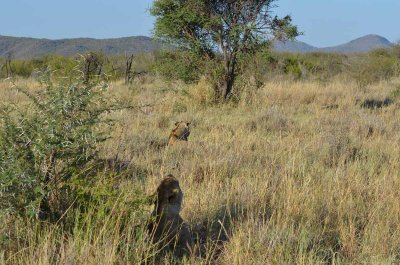 20120501161648Madikwe00846.jpg