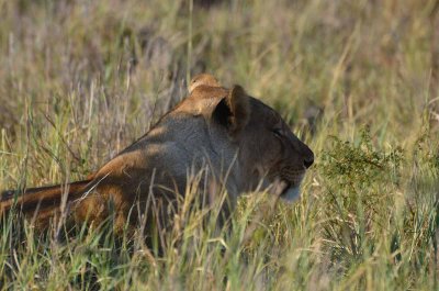 20120501162032Madikwe00859.jpg